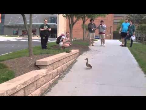 Ducklings Jump Off Ledge with Mom's Encouragement 