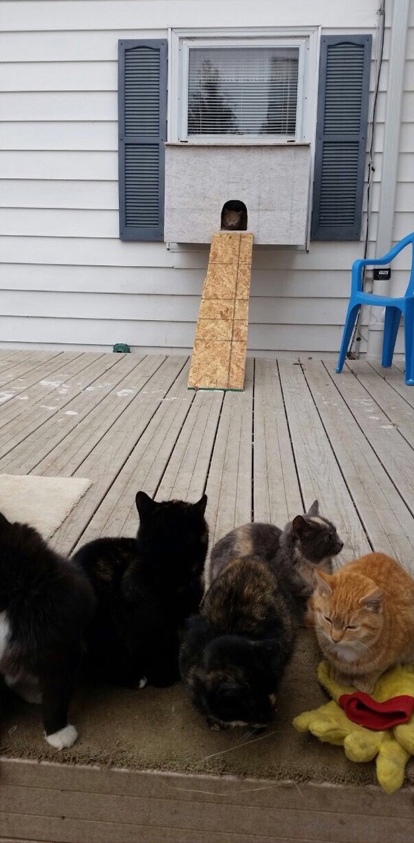 Мужчина построил «котвариум» для замерзающих котов