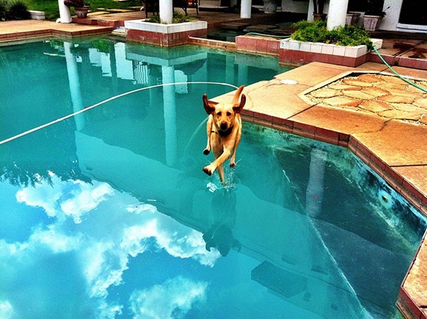 Собаки под водой