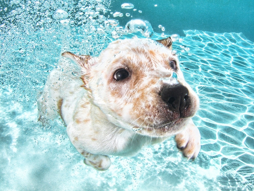 Собаки под водой