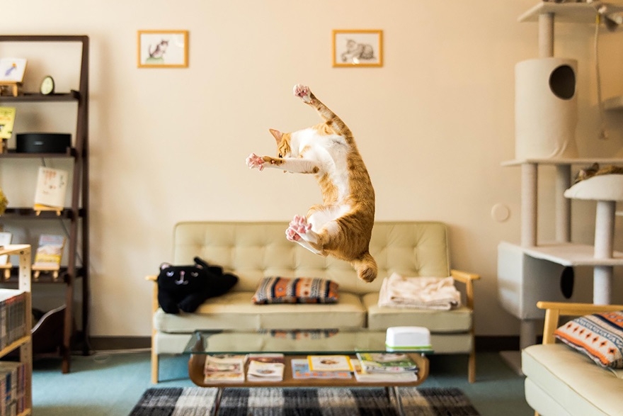 Коты в прыжке