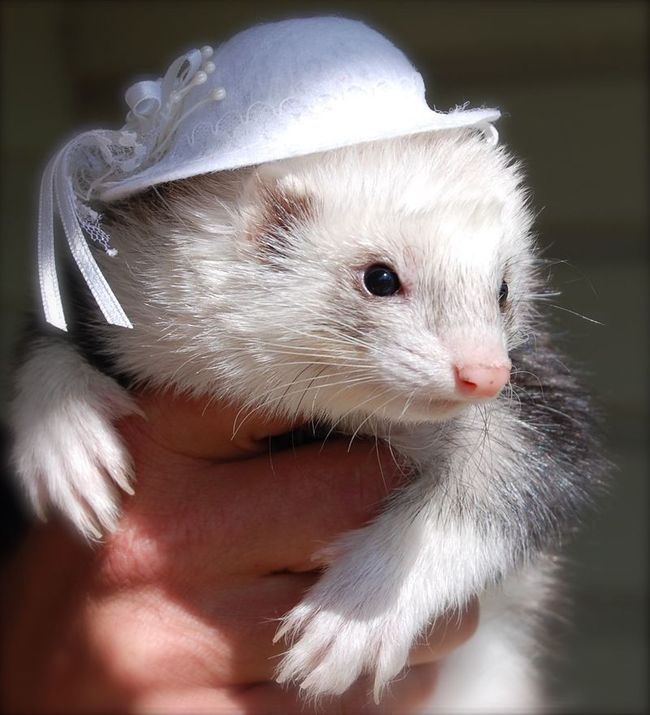 30 милых животных в шляпках