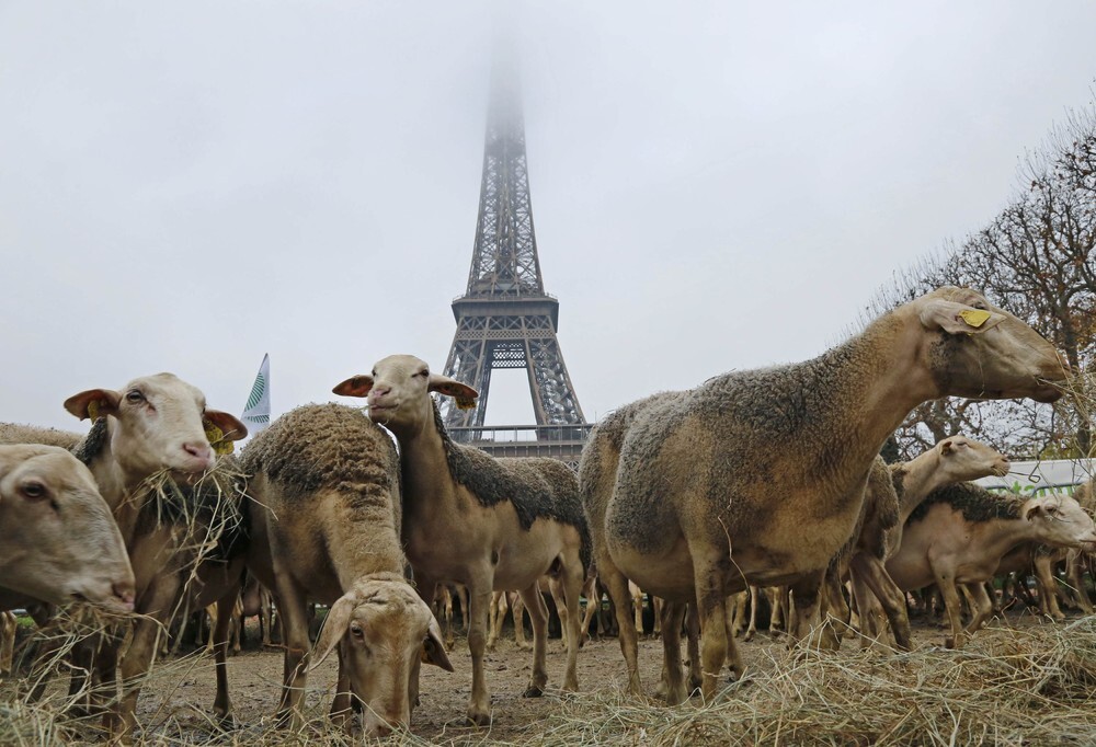В центр Парижа прибыли несколько десятков человек, которые привели с собой как минимум 200 овец