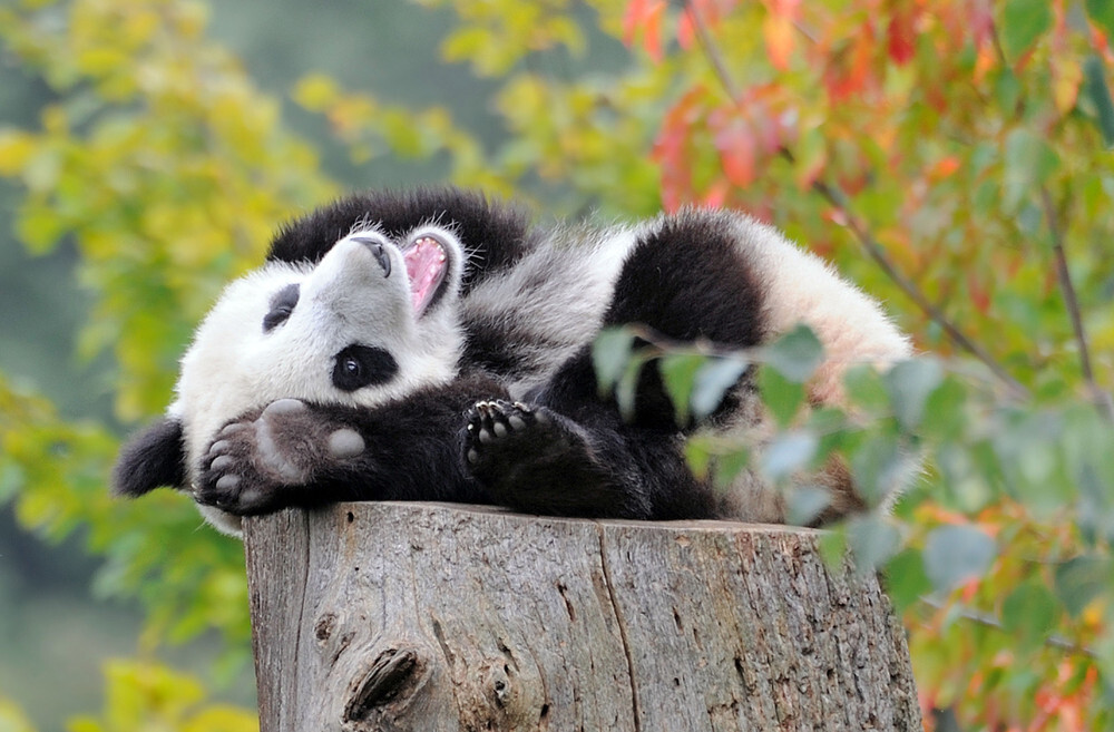 Панда-зевака