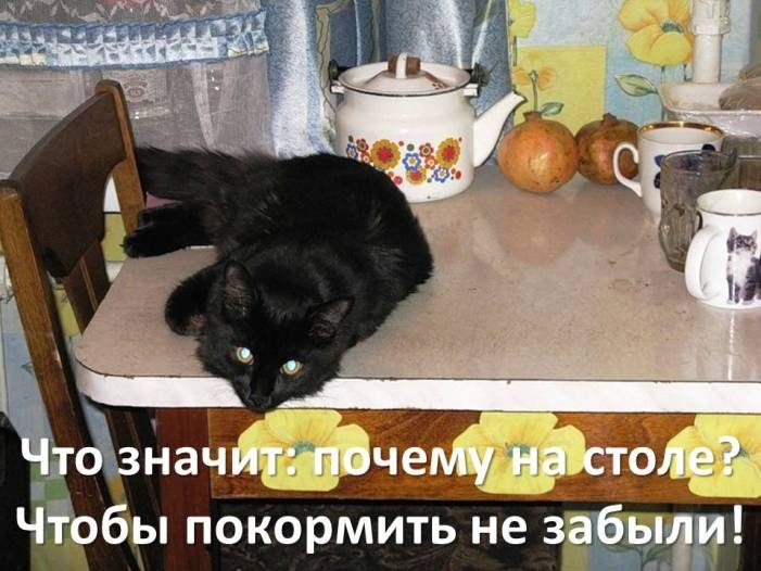 Прикольные картинки с котами