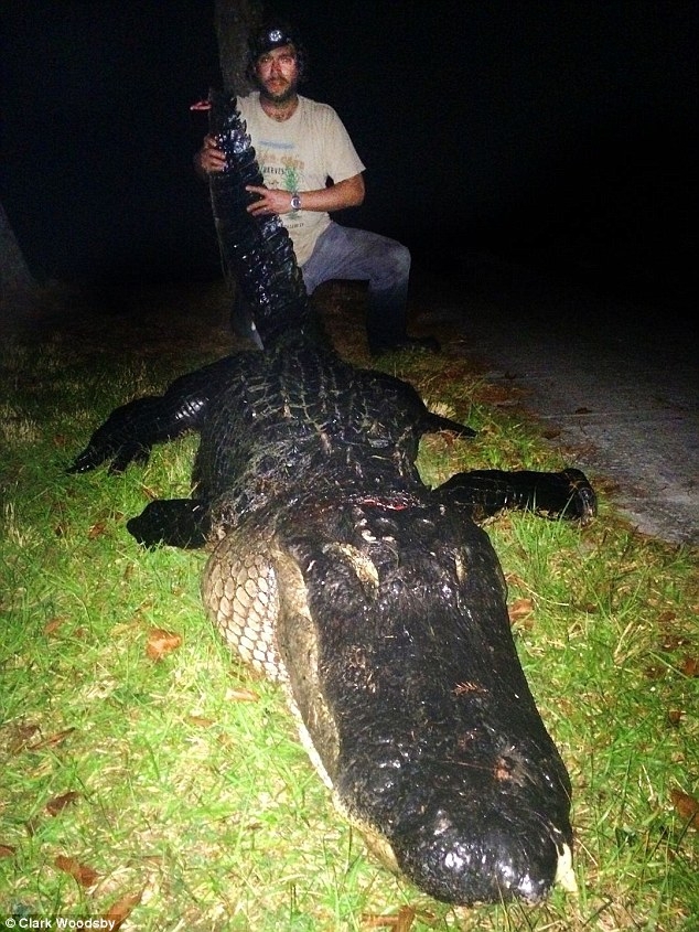 Огромного 320-килограммоваго аллигатора убил охотник