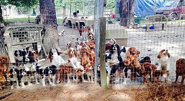 108 спасенных собак