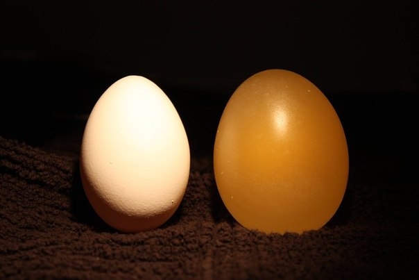 Что будет с яйцом, если его поместить в уксус?