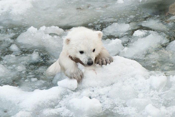 Белые медведи Новосибирского зоопарка