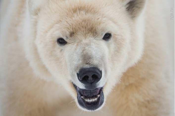 Белые медведи Новосибирского зоопарка