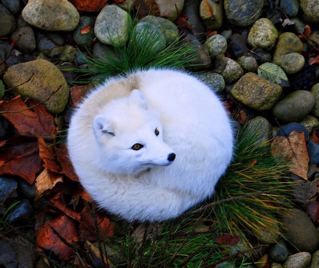  Самых красивые виды лисиц в мире