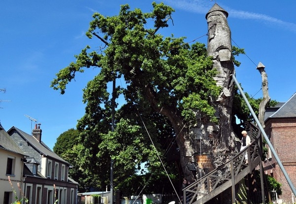 5 необычных сооружений в гигантских деревьях