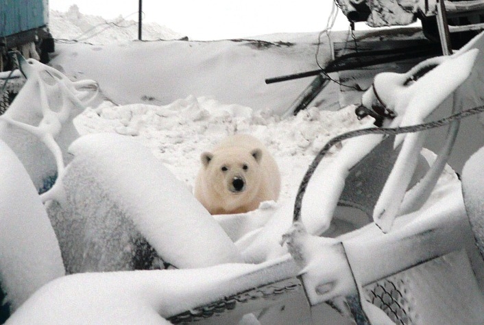 Белый медведь в гостях у нефтяников