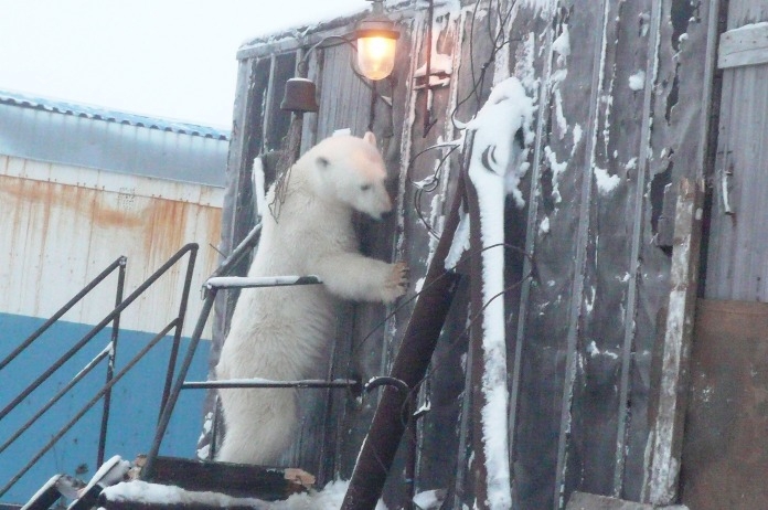 Белый медведь в гостях у нефтяников