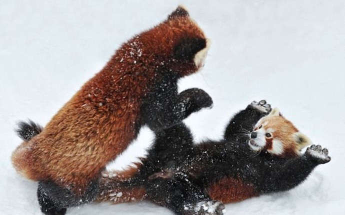 Битва красных панд