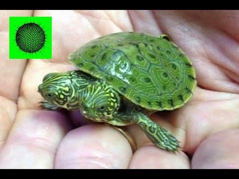 Черепаха с двумя головами! Two-headed turtle at Texas zoo. 