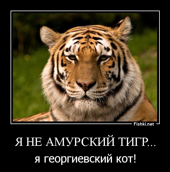 я не амурский тигр...