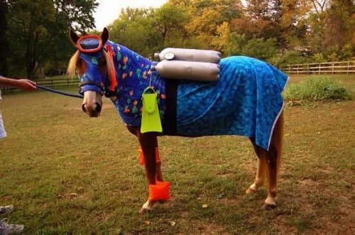 Самые странные и смешные наряды для лошади