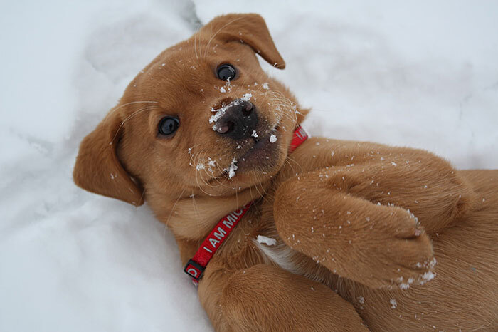 Животные наслаждаются снегом: подборка фото