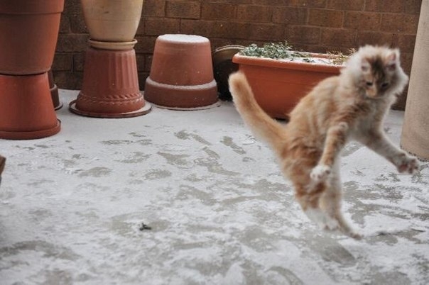 Реакция котэ на первый в его жизни снег