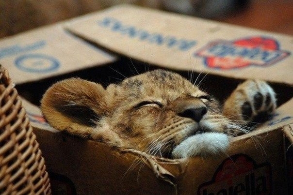 Большие коты тоже любят коробки