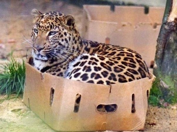 Большие коты тоже любят коробки