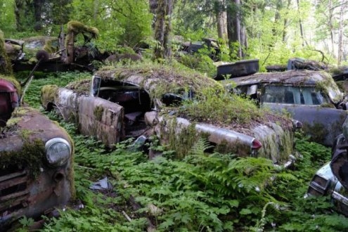 Таинственные снимки заброшенных американских автомобилей в лесу