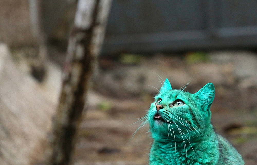  Зеленый кот из Варны