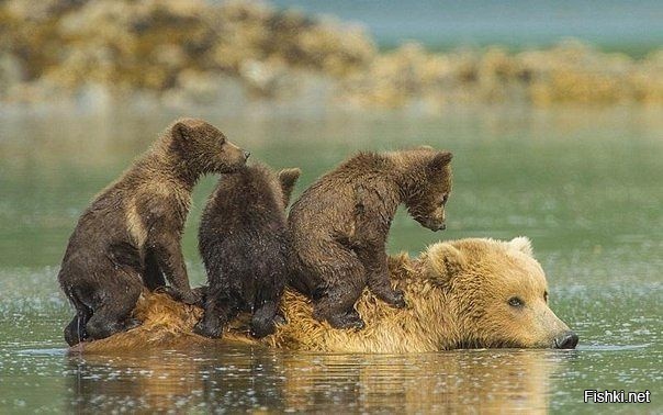 Трое медвежат пересекают реку на спине своей матери