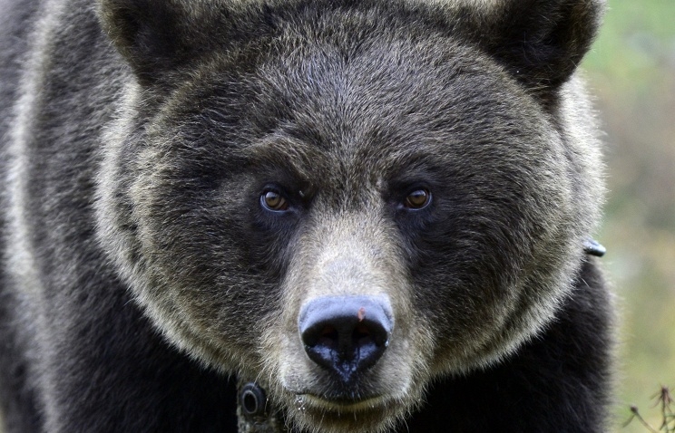 Медведь, которого сбил тепловоз под Норильском, остался жив