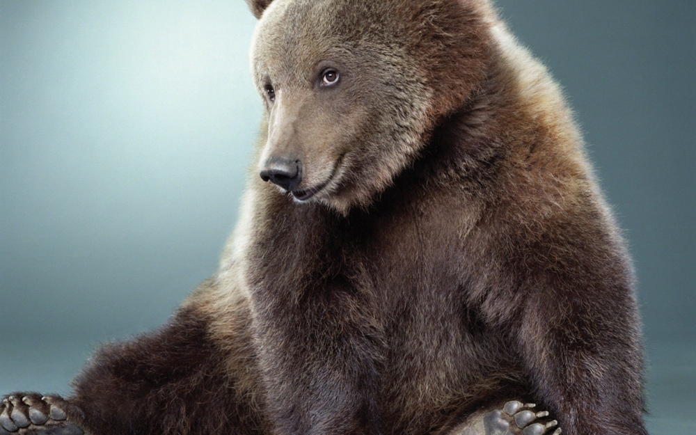 Привет ! Я медведь из Норильска !