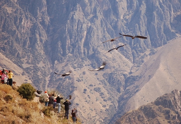 Самый глубокий каньон в мире, где обитают гигантские птицы