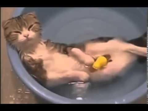 Смешные видео приколы про кошек Смеяться всем 