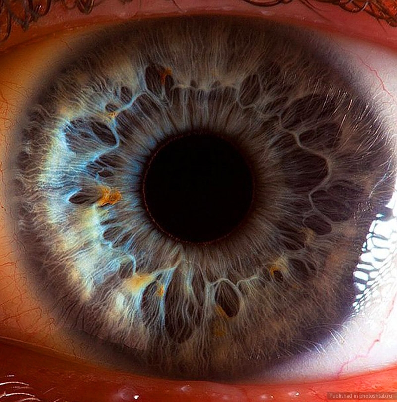 Макросъёмка глаз
