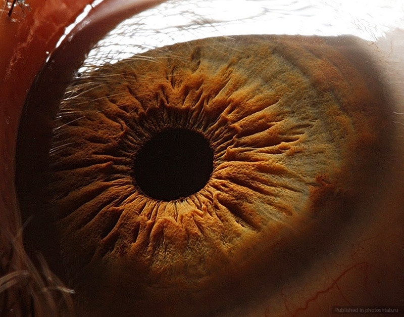 Макросъёмка глаз