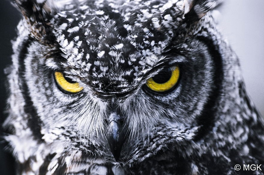 Великолепные совы глазами фотографов со всего мира