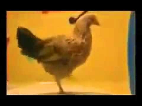 Курица танцует лезгинку  