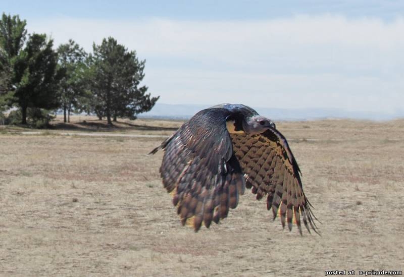 Гарпия - самый большой орел в мире 