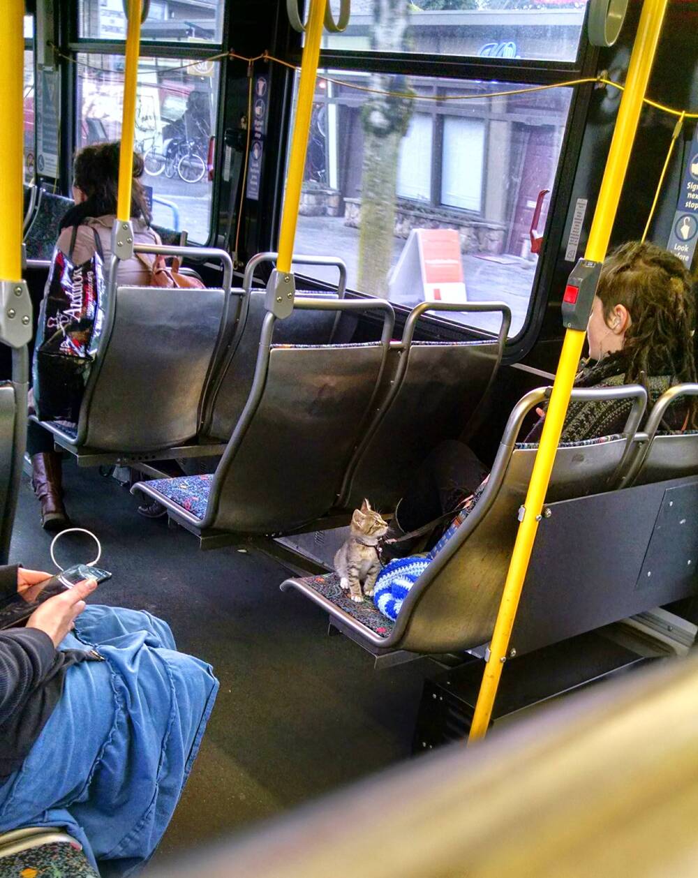 Котенок в автобусе