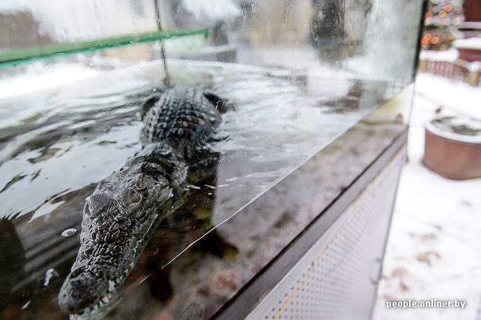 Крокодил в качестве домашнего питомца