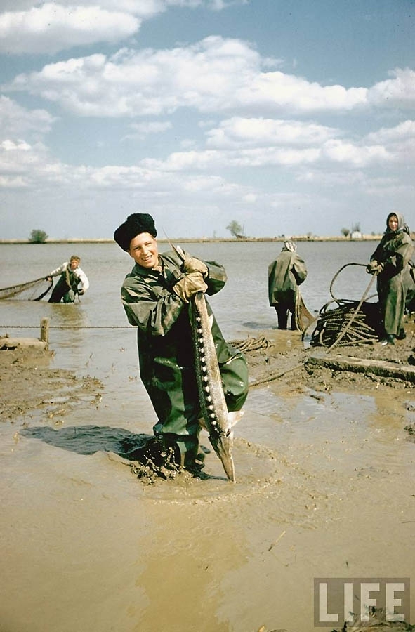 Как добывали черную икру в СССР 