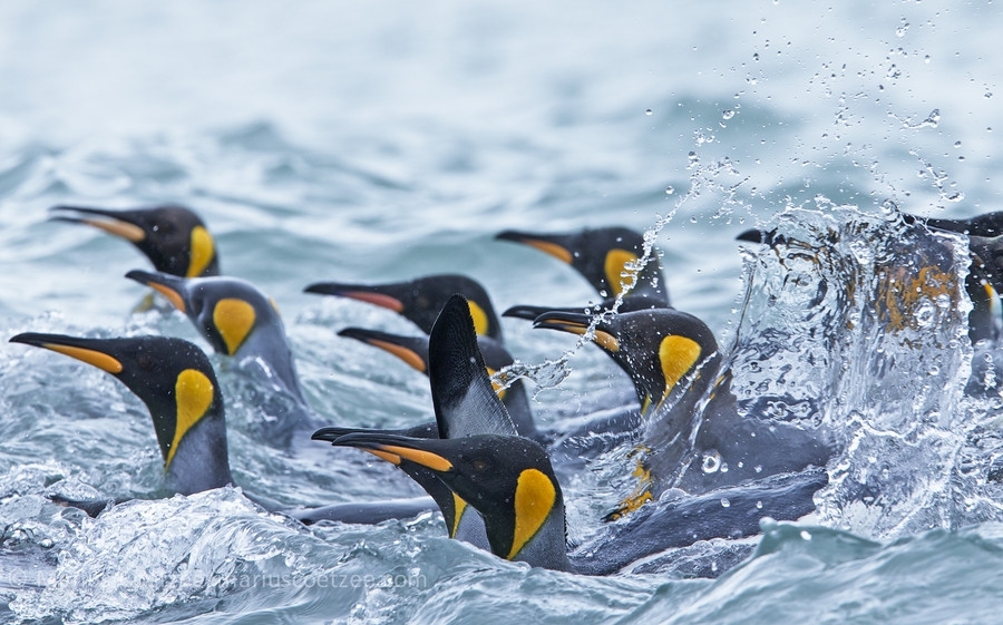  35 милейших фотографий как тусуются пингвины