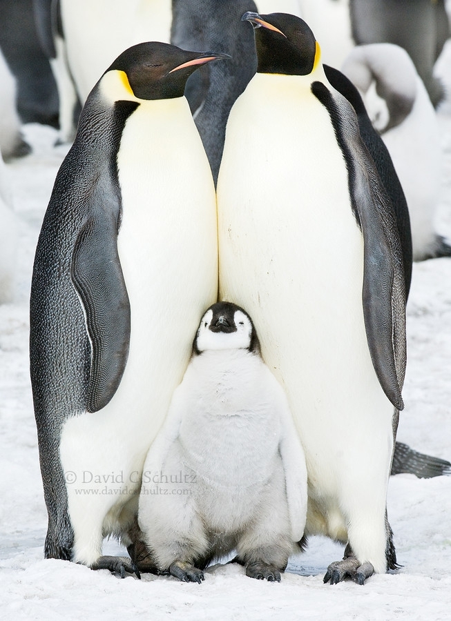  35 милейших фотографий как тусуются пингвины