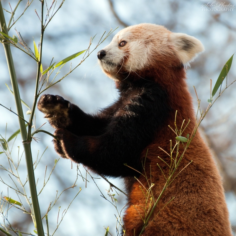 Необычайно фотогеничные красные панды 