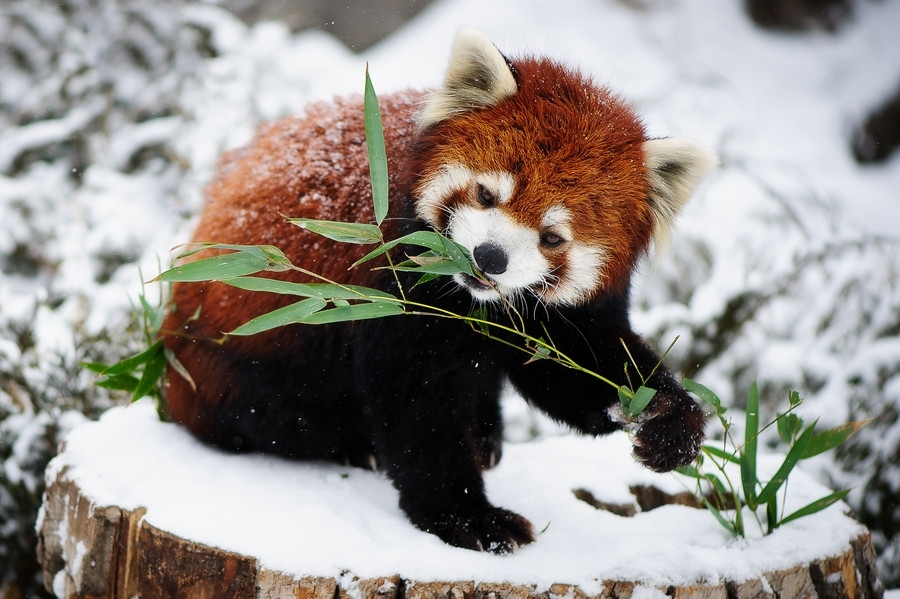 Необычайно фотогеничные красные панды 