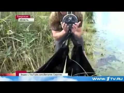 Рыбак поймал гигантскую рыбу в Тверской области 