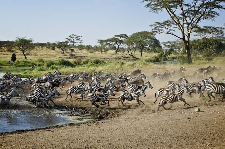 Фотографии самых драматических миграций животных