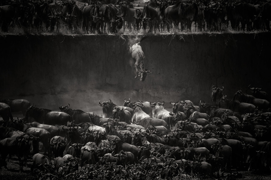 Фотографии самых драматических миграций животных