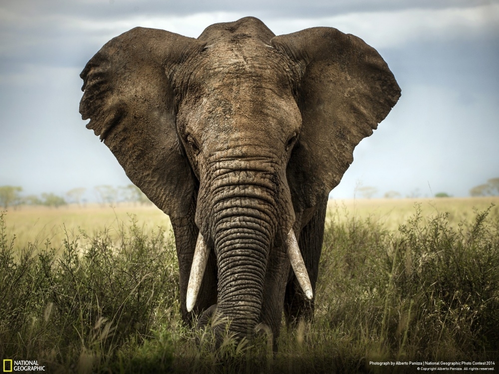 Лучшие фотографии National Geographic 2014