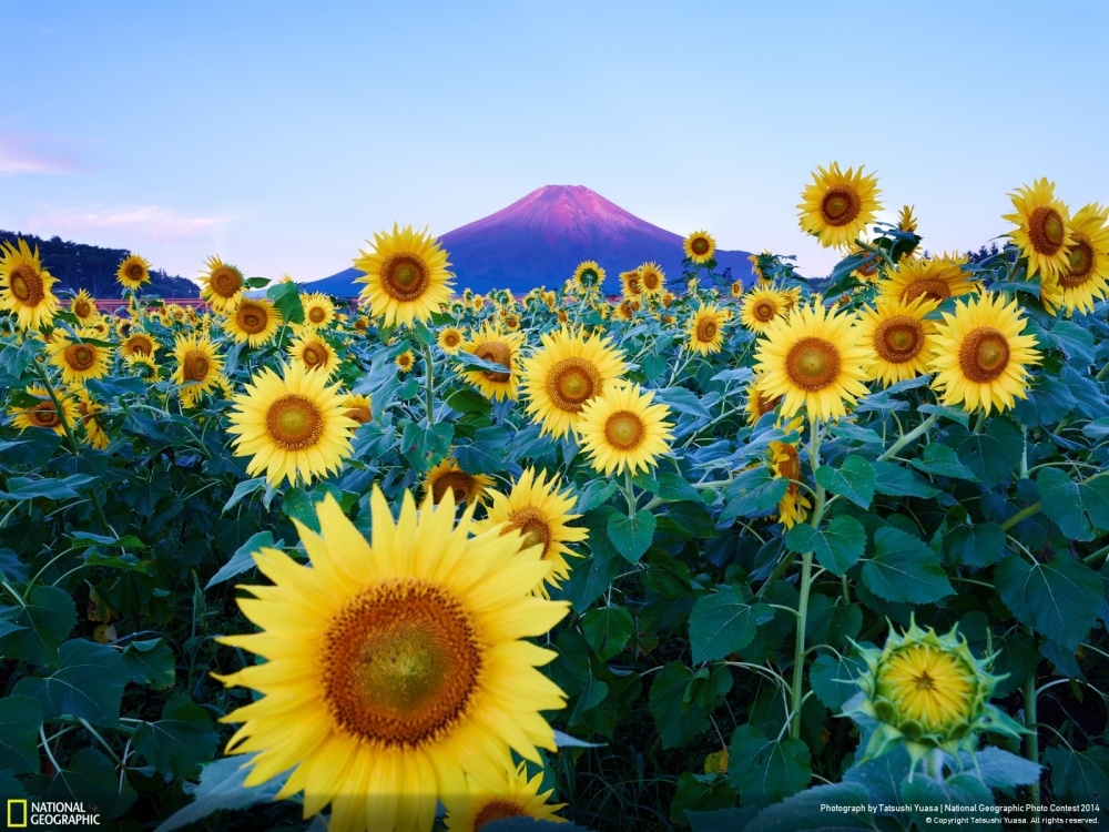 Лучшие фотографии National Geographic 2014